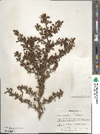 Berberis thunbergii image