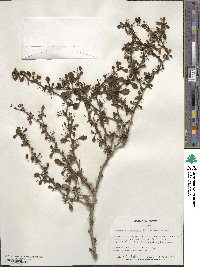 Berberis thunbergii var. atropurpurea image