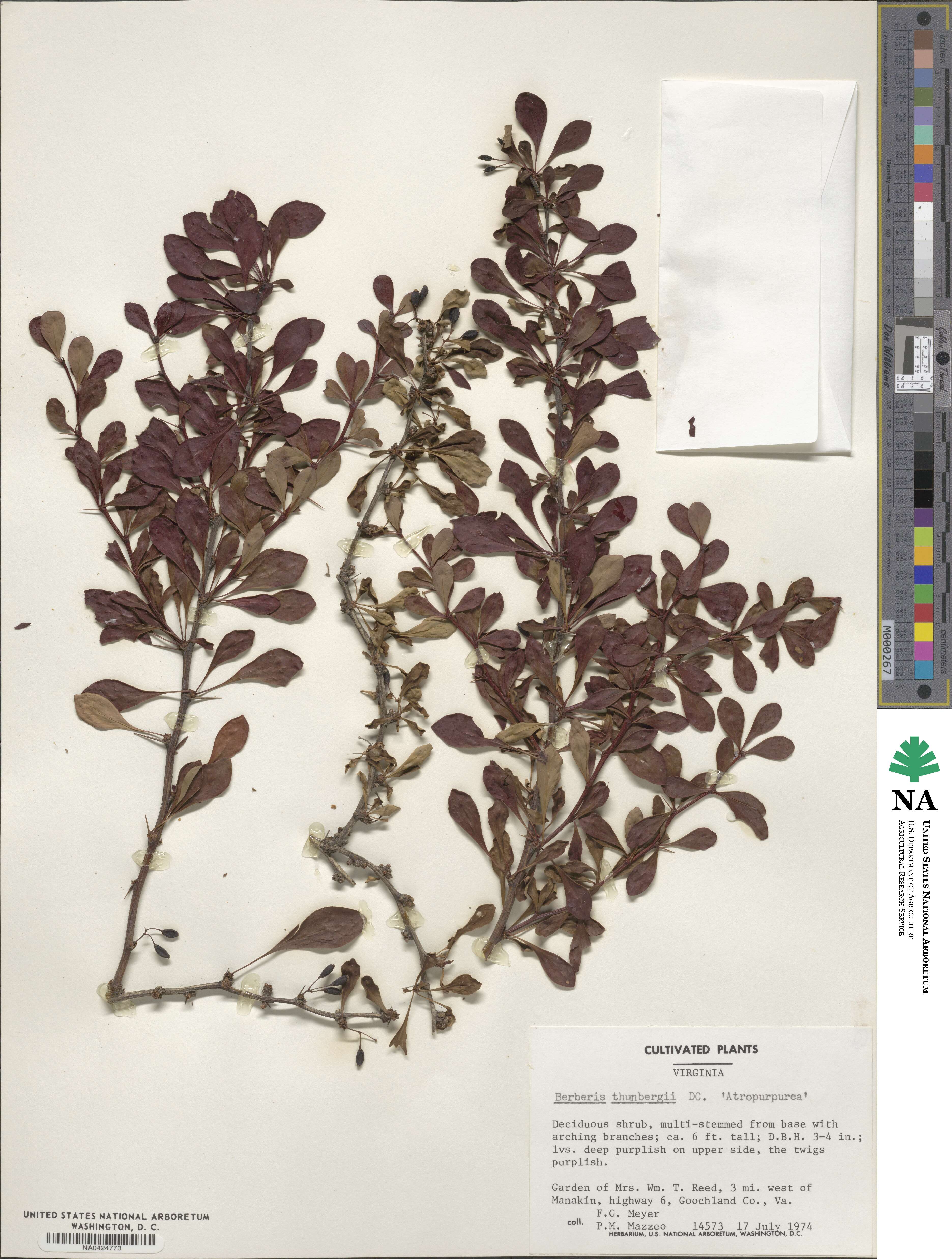 Berberis thunbergii var. atropurpurea image