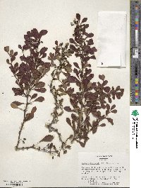 Berberis thunbergii image