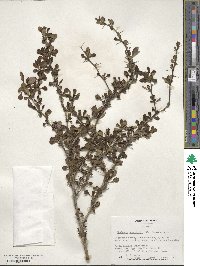 Berberis thunbergii var. atropurpurea image