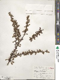 Berberis thunbergii image