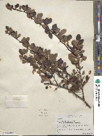 Berberis thunbergii image