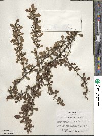 Berberis thunbergii var. atropurpurea image