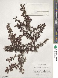 Berberis thunbergii var. atropurpurea image