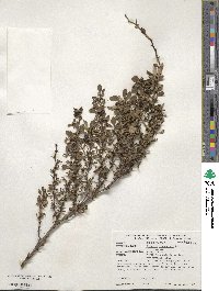 Berberis thunbergii image