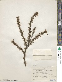 Berberis thunbergii image