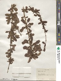 Berberis tischleri image