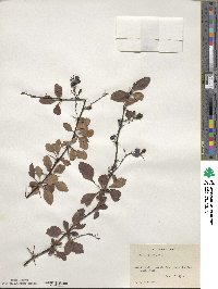 Berberis tischleri image