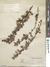 Berberis tischleri image