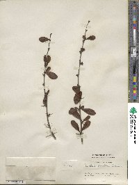 Berberis tischleri image