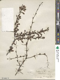 Berberis tischleri image