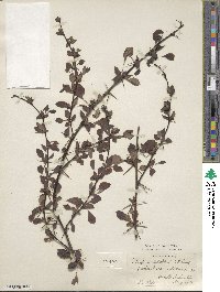 Berberis tischleri image