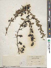 Berberis caroli image