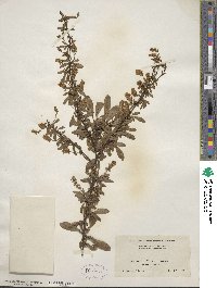 Berberis caroli image