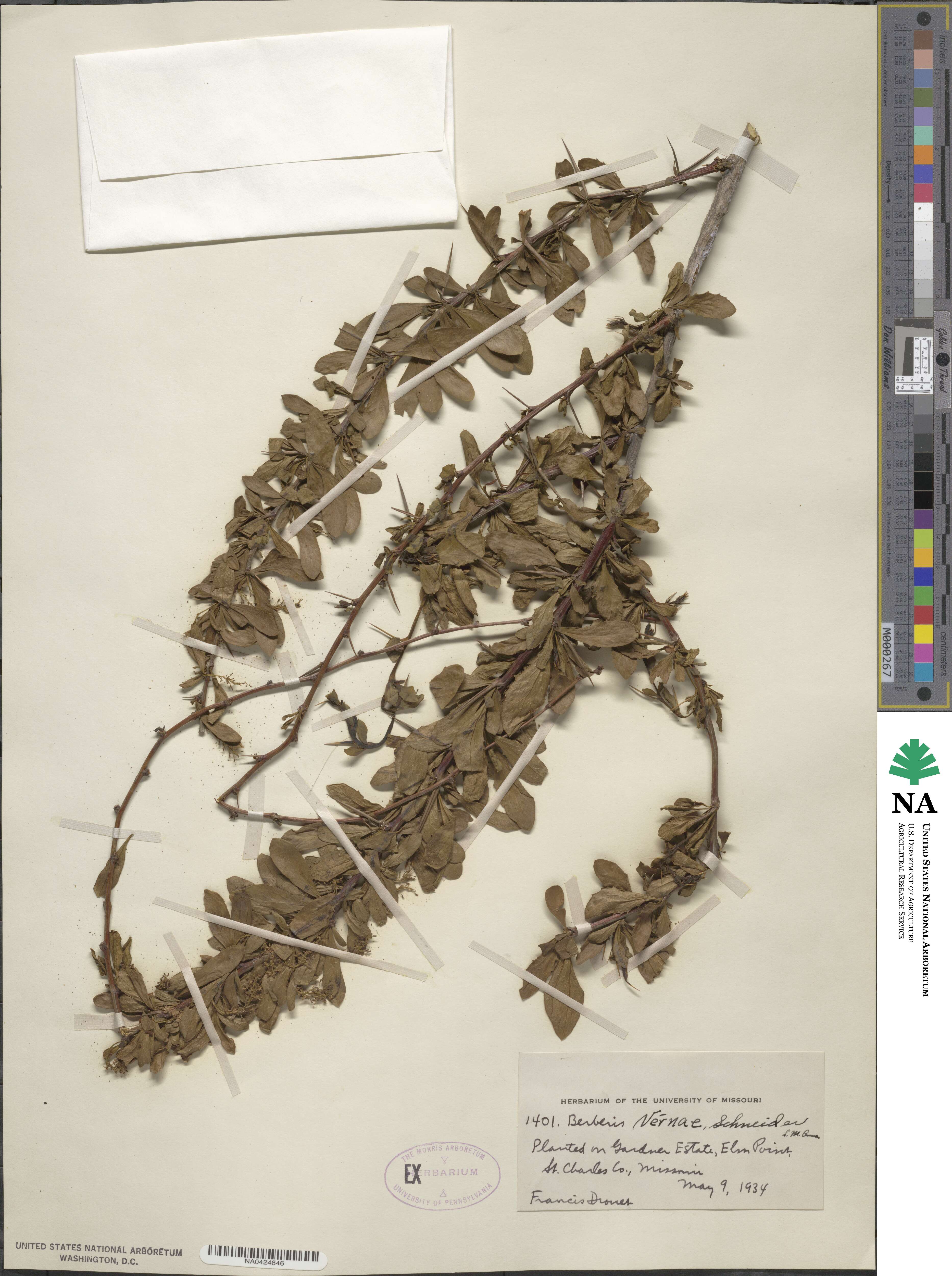 Berberis caroli image