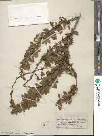 Berberis caroli image