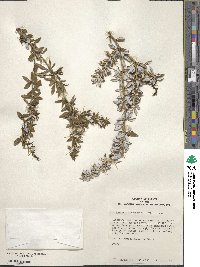 Berberis verruculosa image