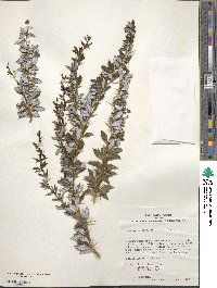 Berberis verruculosa image