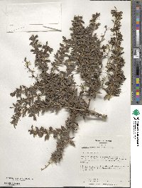 Berberis verruculosa image