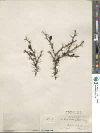 Berberis verruculosa image