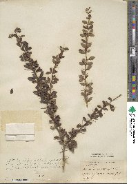 Berberis virescens image