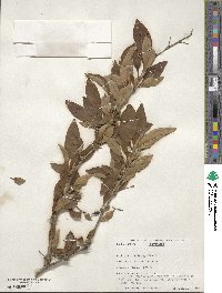 Berberis virgetorum image