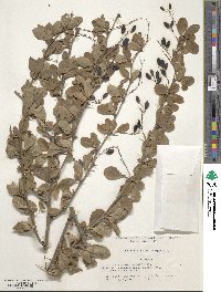 Berberis vulgaris image