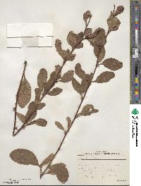 Berberis vulgaris image