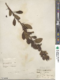 Berberis vulgaris image