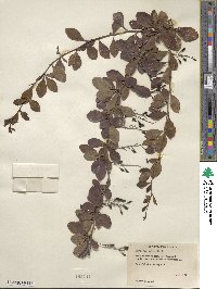 Berberis vulgaris image