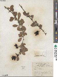 Berberis vulgaris image