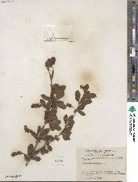 Berberis vulgaris image