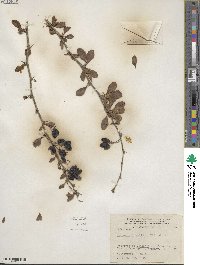 Berberis vulgaris image