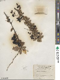 Berberis vulgaris image