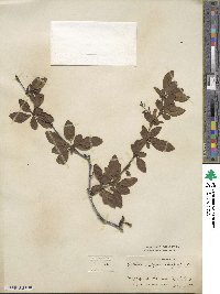 Berberis vulgaris f. atropurpurea image