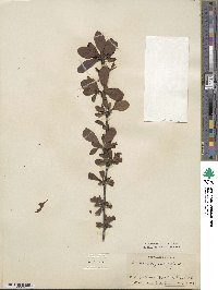 Berberis vulgaris image