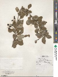 Berberis vulgaris var. sulcata image