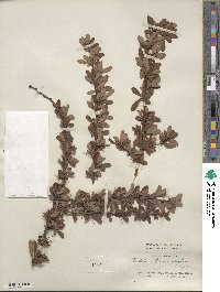 Berberis wilsoniae image