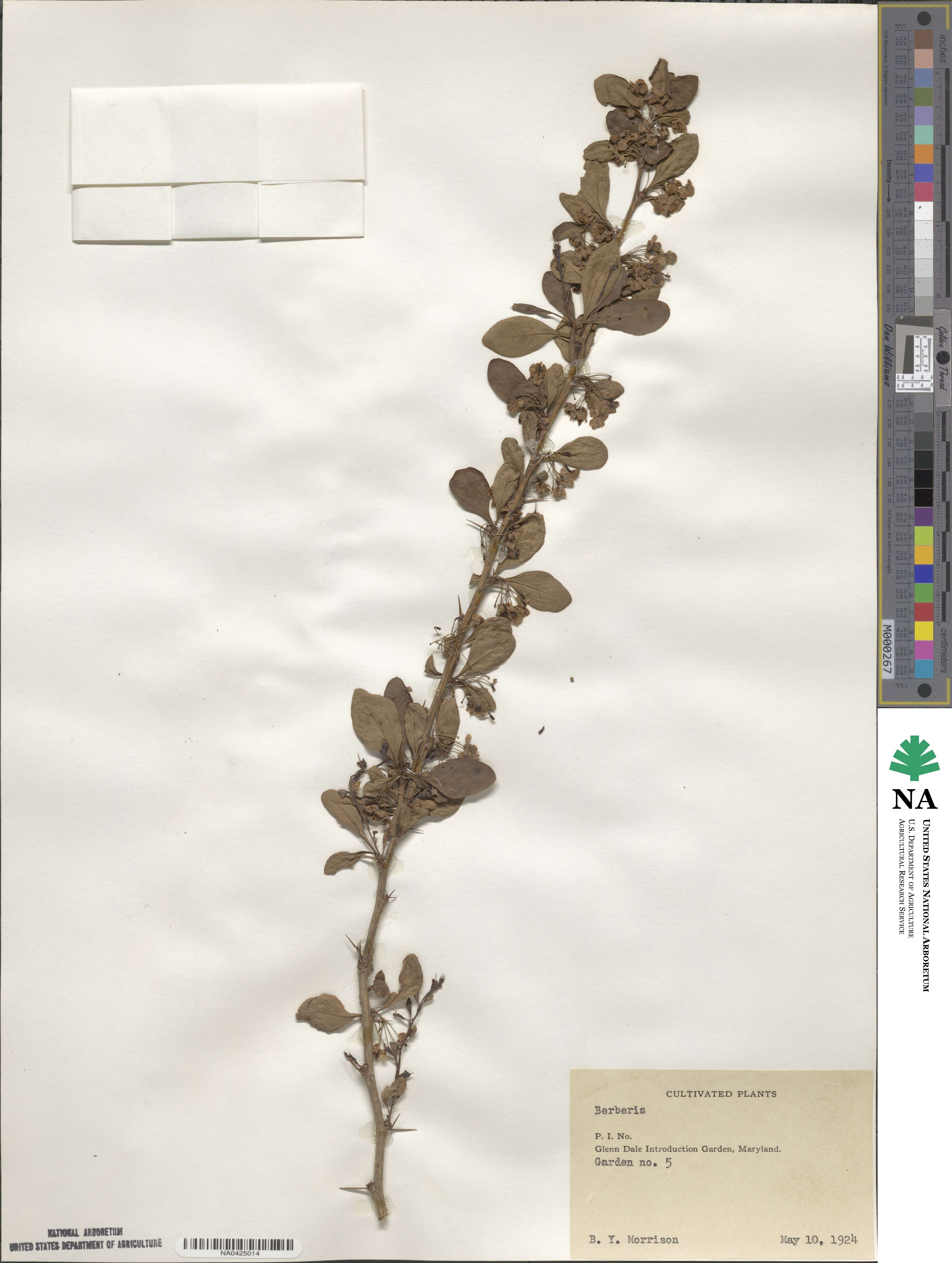 Berberis image