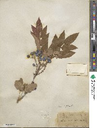 Mahonia aquifolium image