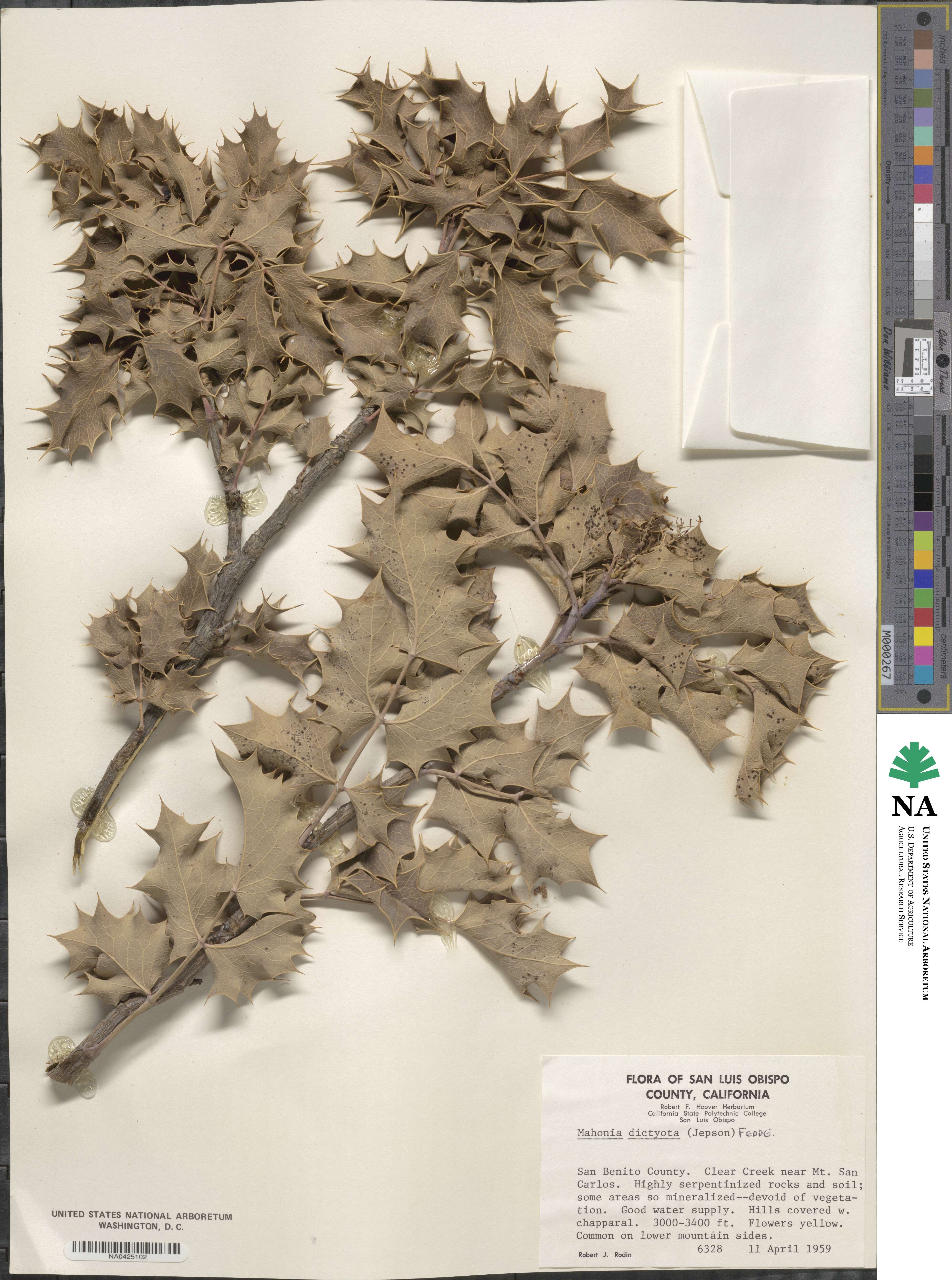 Mahonia dictyota image