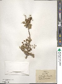 Alloberberis fremontii image