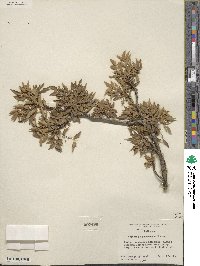 Alloberberis haematocarpa image