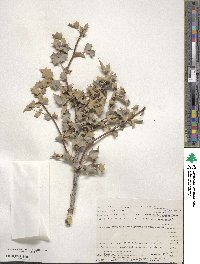 Alloberberis fremontii image