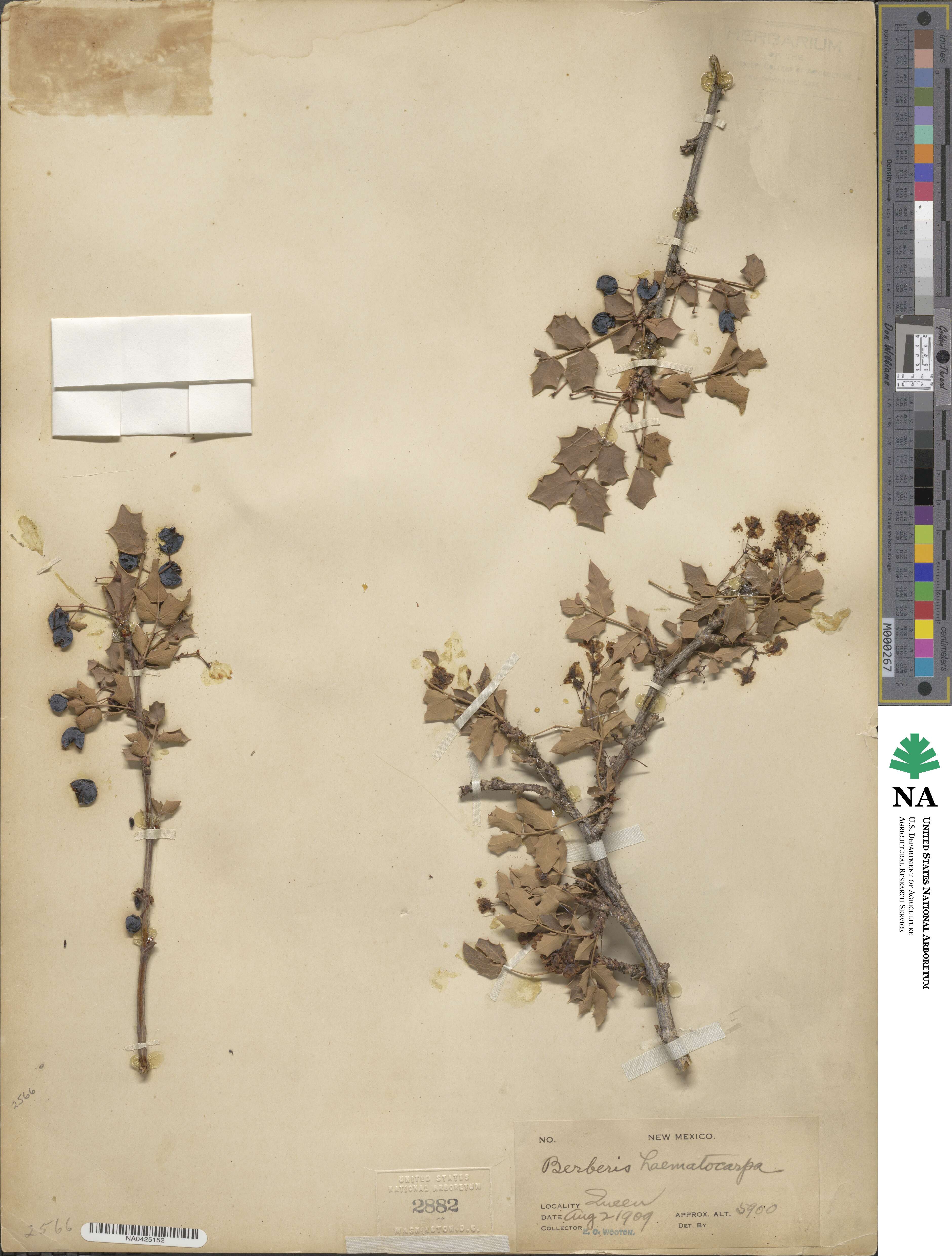 Alloberberis haematocarpa image