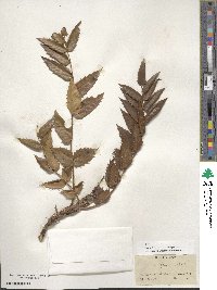 Mahonia nervosa image