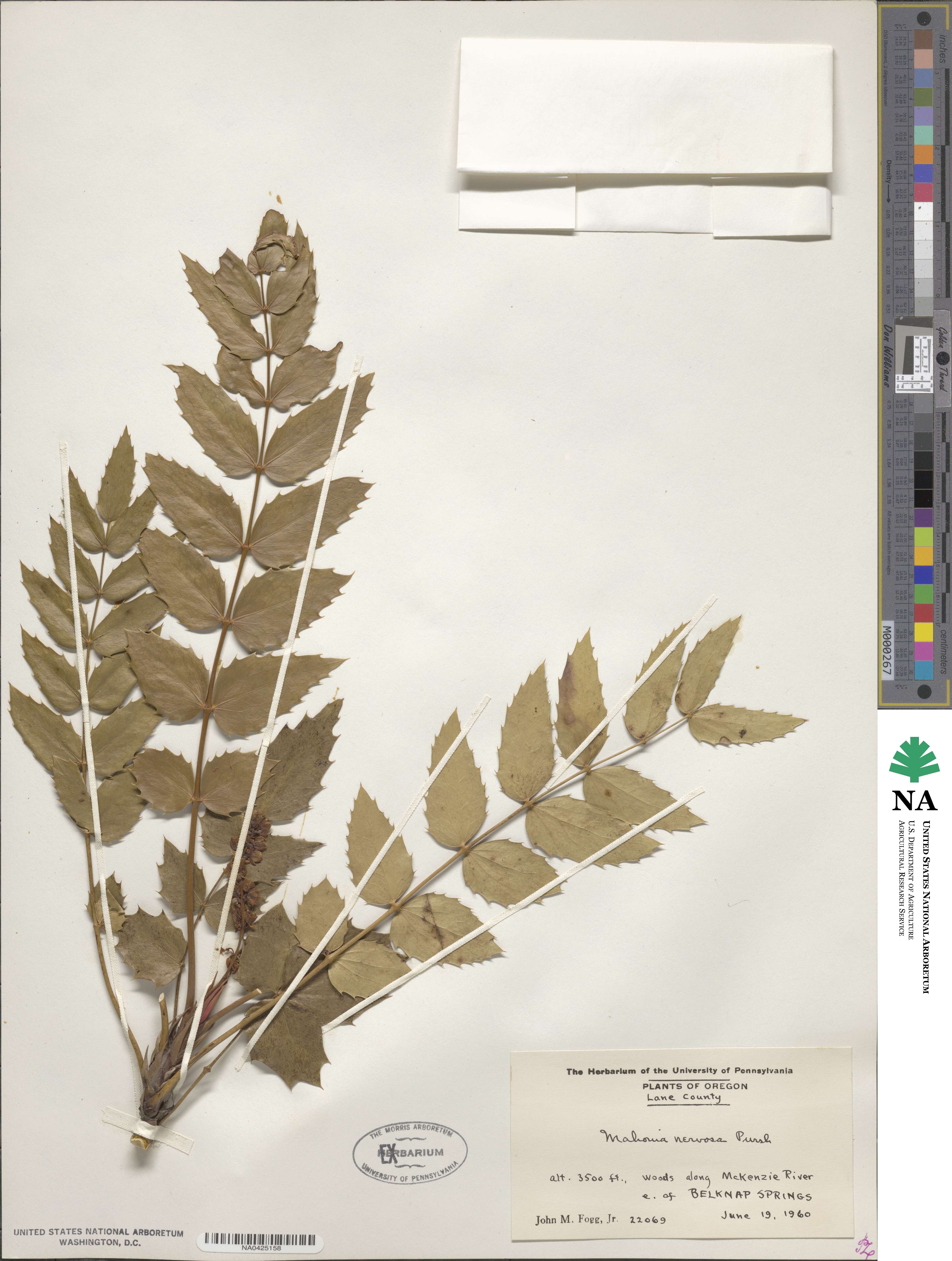 Mahonia nervosa image