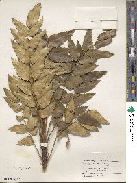 Mahonia nervosa image