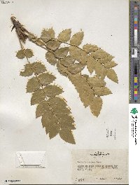 Mahonia nervosa image